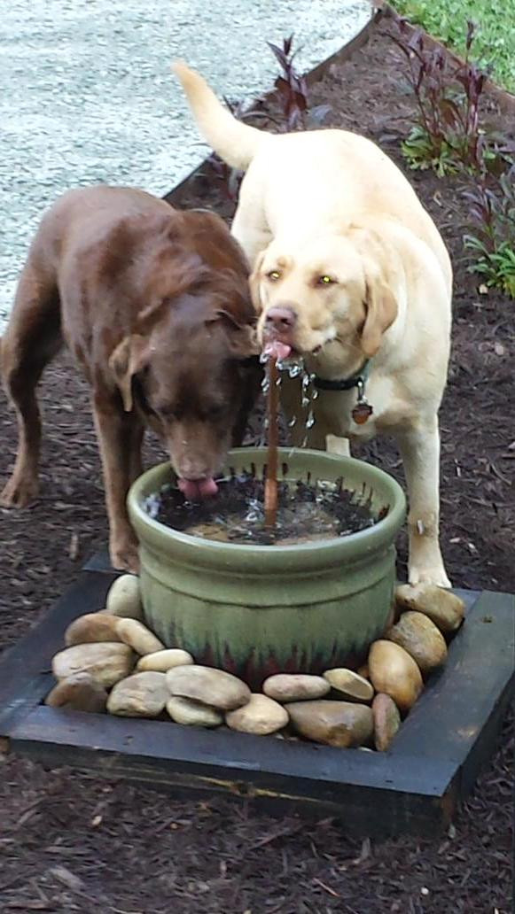 Best ideas about DIY Dog Water Fountain
. Save or Pin 25 Awesome Handmade Outdoor Fountains Shelterness Now.