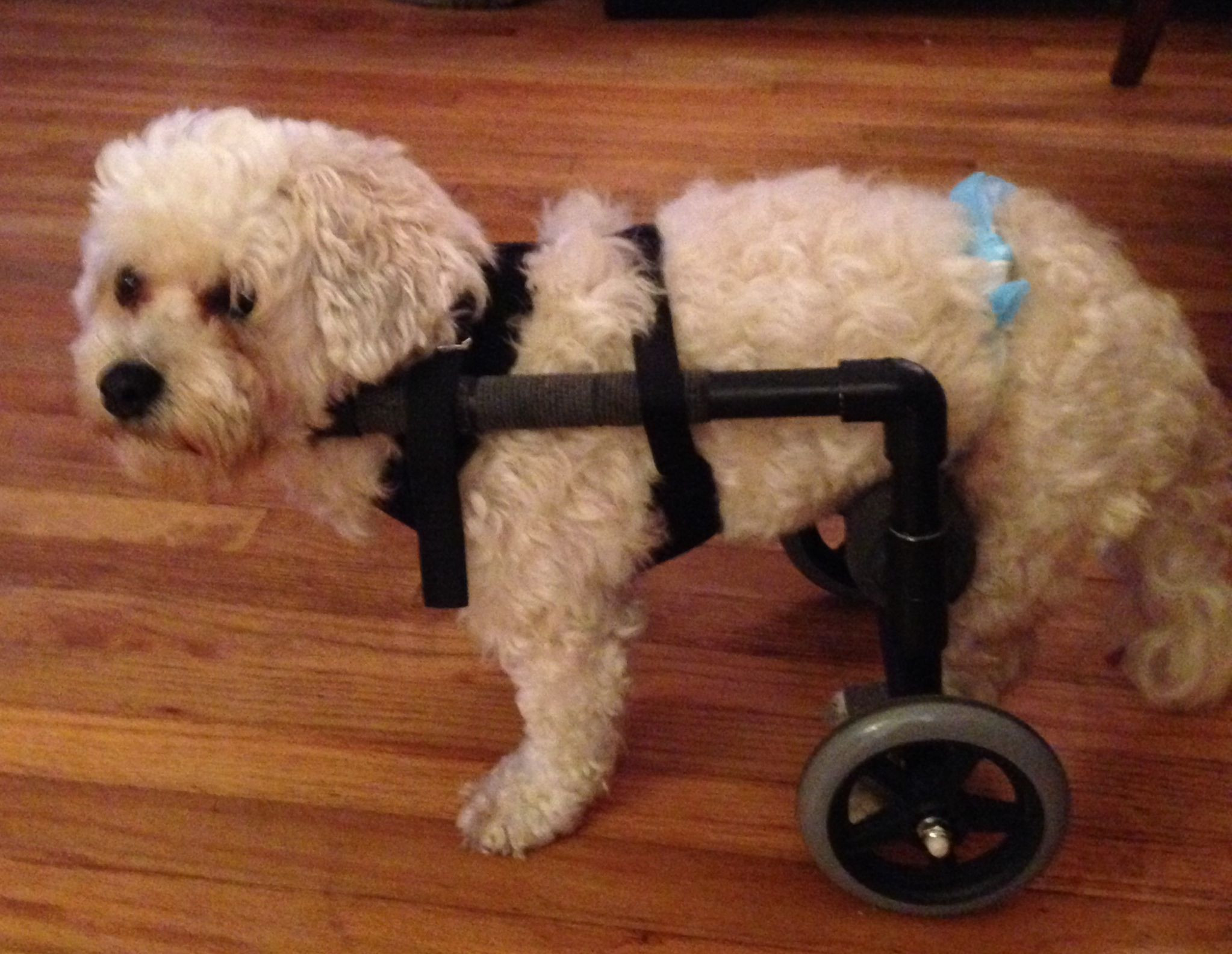 Best ideas about DIY Dog Wheelchair For Back Legs
. Save or Pin How to Build a Wheelchair for Your Dog I need to maKe Now.