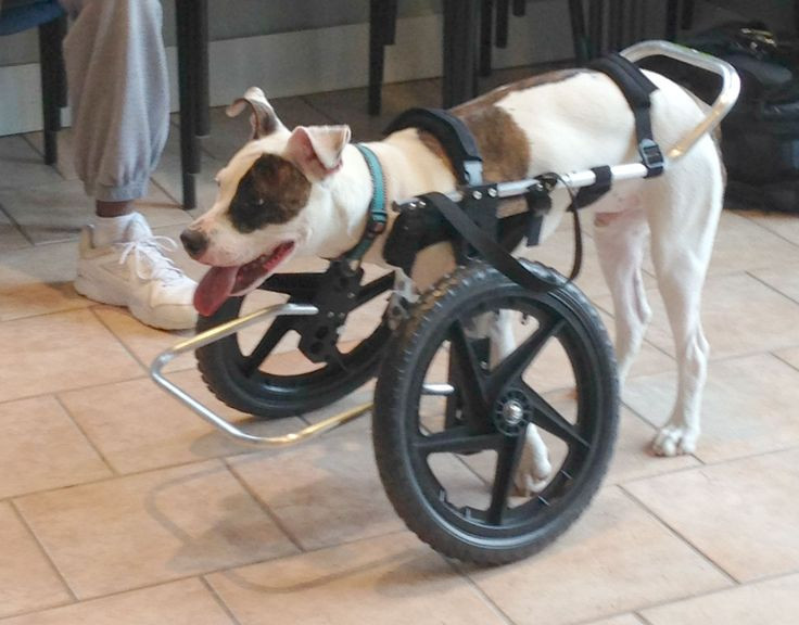 Best ideas about DIY Dog Wheelchair For Back Legs
. Save or Pin 25 best ideas about Dog wheelchair on Pinterest Now.