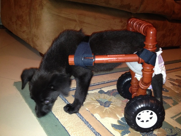 Best ideas about DIY Dog Wheelchair For Back Legs
. Save or Pin 27 best Dog wheel chairs images on Pinterest Now.