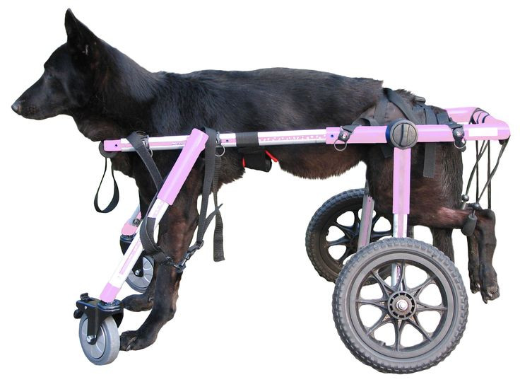 Best ideas about DIY Dog Wheelchair For Back Legs
. Save or Pin 25 Best Ideas about Dog Wheelchair on Pinterest Now.