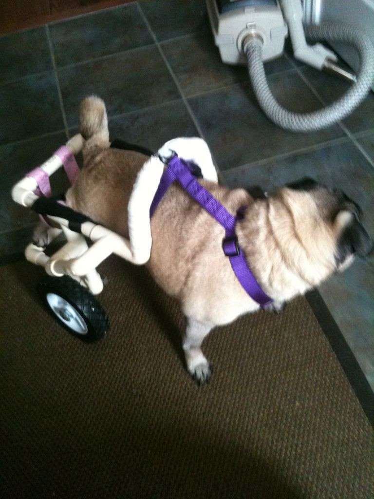 Best ideas about DIY Dog Wheelchair For Back Legs
. Save or Pin Dog Wheelchair Now.