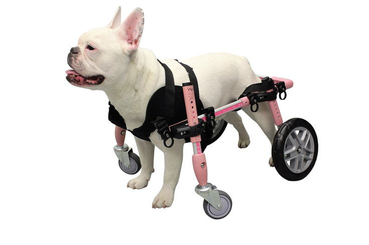 Best ideas about DIY Dog Wheelchair For Back Legs
. Save or Pin 25 Best Ideas about Dog Wheelchair on Pinterest Now.
