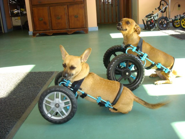 Best ideas about DIY Dog Wheelchair For Back Legs
. Save or Pin Ed s Wheels for Pets The Pet Mobility Experts Now.