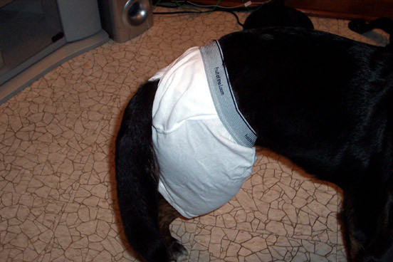 Best ideas about DIY Doggie Diaper
. Save or Pin Howdy Ya Dewit Doggie Diapers Now.