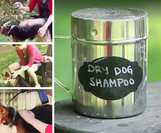 Best ideas about DIY Dry Dog Shampoo
. Save or Pin Dry Dog Shampoo Homemade Recipe Video Tutorial Now.