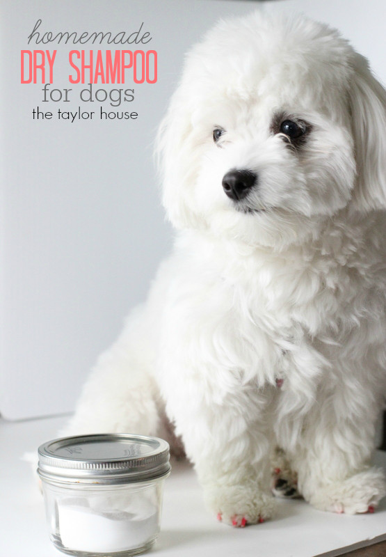 Best ideas about DIY Dry Shampoo For Dogs
. Save or Pin Loving My Pet DIY Dry Shampoo For Dogs Now.