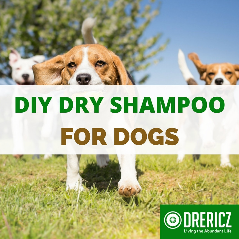 Best ideas about DIY Dry Shampoo For Dogs
. Save or Pin DIY Dry Shampoo for Dogs Now.