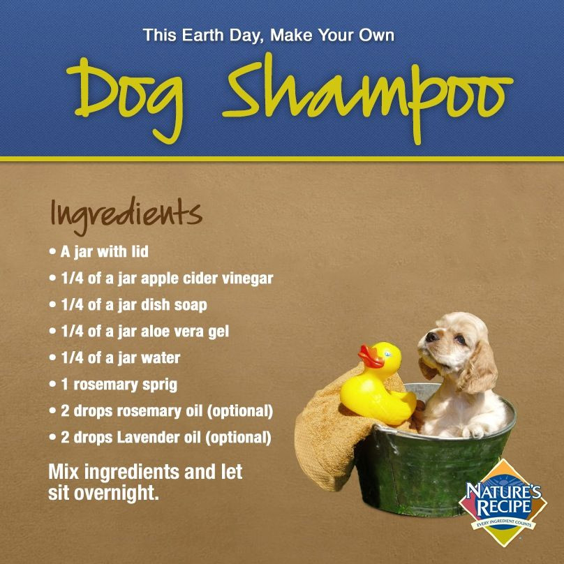 Best ideas about DIY Dry Shampoo For Dogs
. Save or Pin Best 25 Homemade dog shampoo ideas on Pinterest Now.