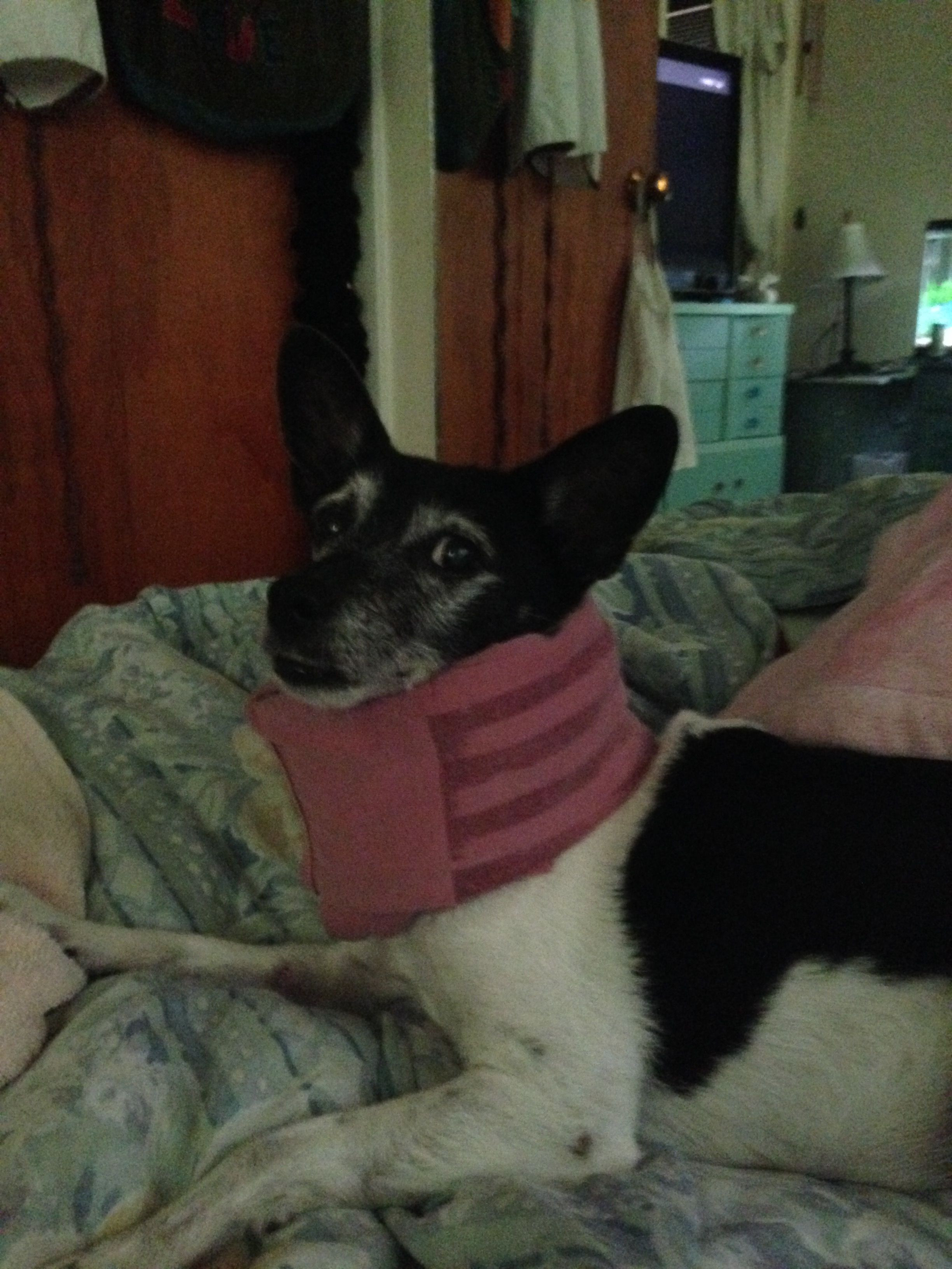 Best ideas about DIY E Collar For Dog
. Save or Pin DIY dog e collar Folded soft t shirt secured with duct Now.