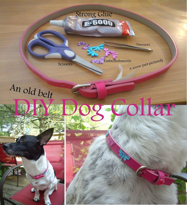 Best ideas about DIY E Collar For Dog
. Save or Pin 62 best Fynnster Style images on Pinterest Now.