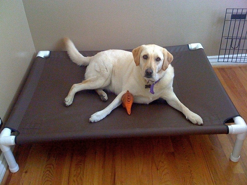 Best ideas about DIY Elevated Dog Bed
. Save or Pin Dog Bed Raised Dog Bed Medium Bed Dog Bed Cot Now.