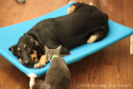 Best ideas about DIY Elevated Dog Bed
. Save or Pin The Raspberry color CAMITAS PARA PERROS Y GATOS Now.