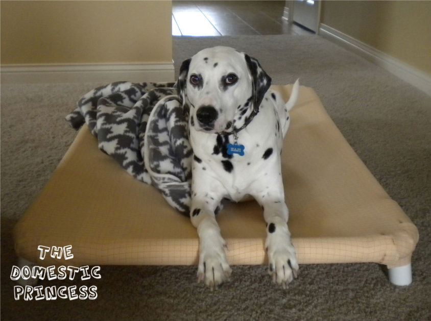 Best ideas about DIY Elevated Dog Bed
. Save or Pin The Domestic Princess DIY Raised Dog Bed Now.