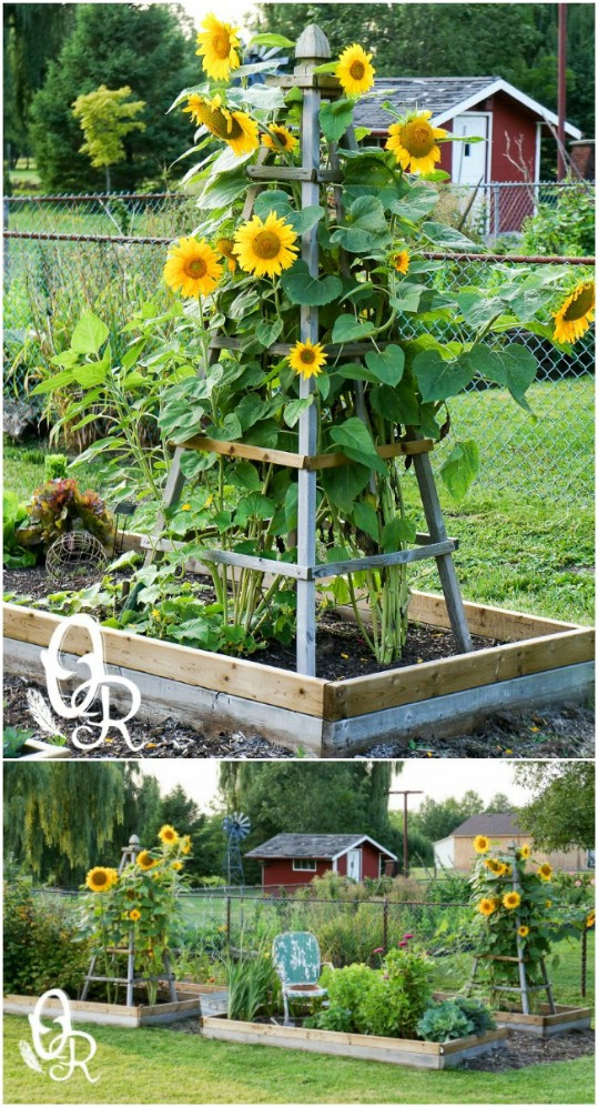 Best ideas about DIY Garden Trellises
. Save or Pin 20 Easy DIY Trellis Ideas To Add Charm and Functionality Now.