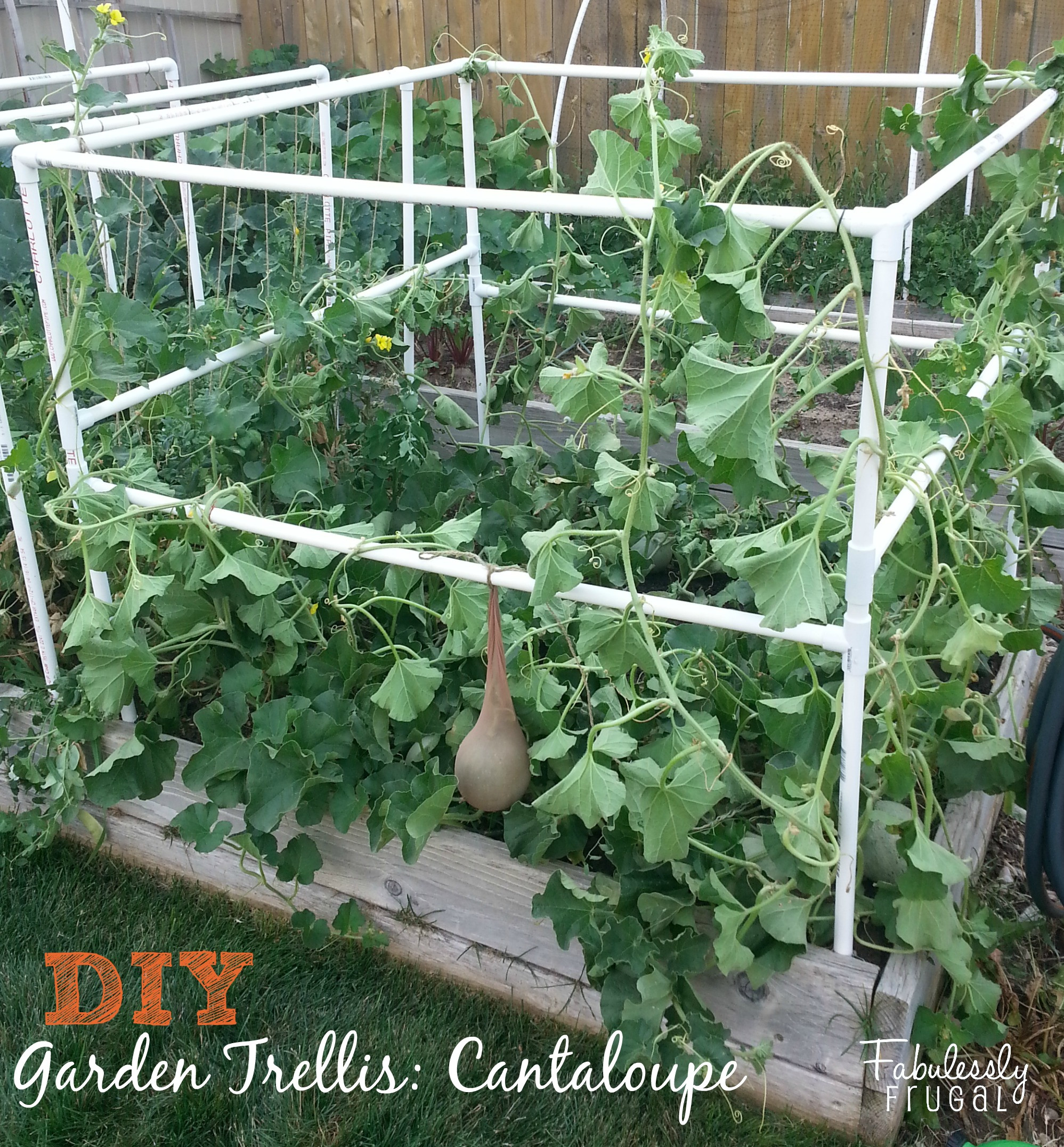 Best ideas about DIY Garden Trellises
. Save or Pin DIY Garden Trellis Part 2 Now.