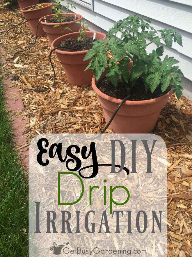 Best ideas about DIY Garden Watering Systems
. Save or Pin Easy DIY Garden Drip Irrigation System Now.