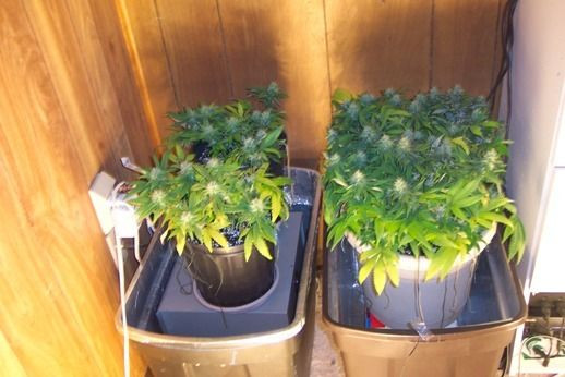 Best ideas about DIY Hydroponics Grow Box
. Save or Pin 100 0871 DIY Stealth Marijuana Grow Box Now.
