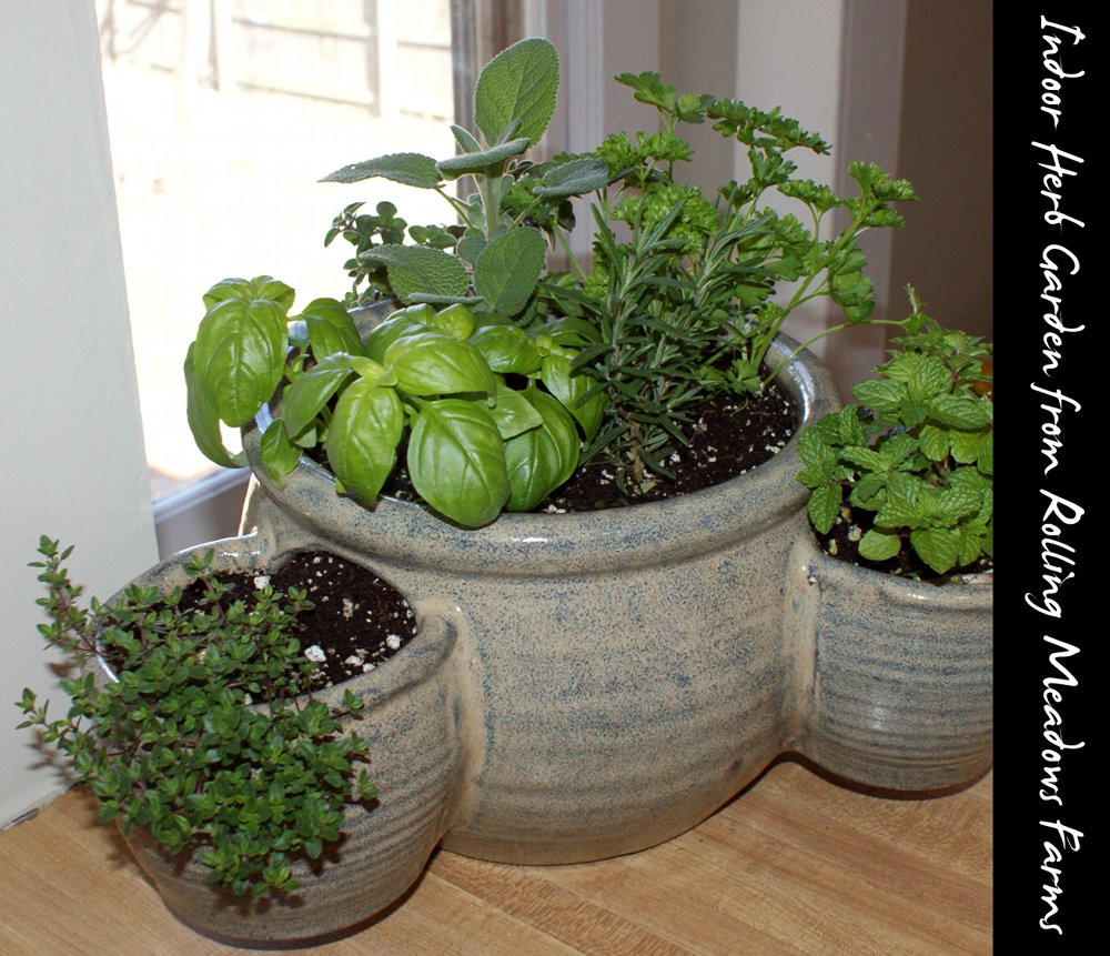 Best ideas about DIY Indoor Gardening
. Save or Pin Indoor Gardening and DIY Sprouts Soap Deli News Now.