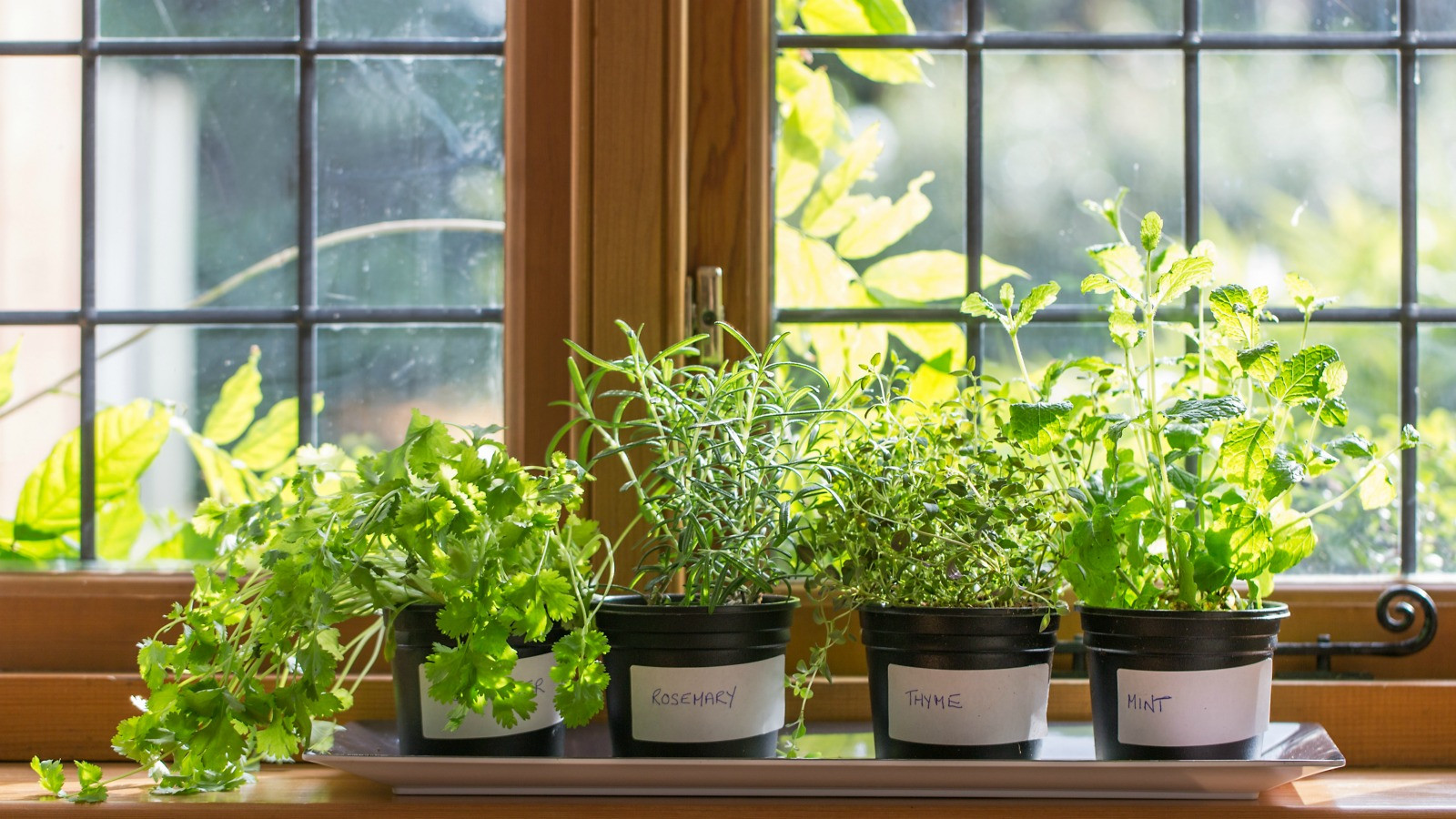 Best ideas about DIY Indoor Herb Garden
. Save or Pin DIY Indoor Herb Garden Start Your Own Today Now.
