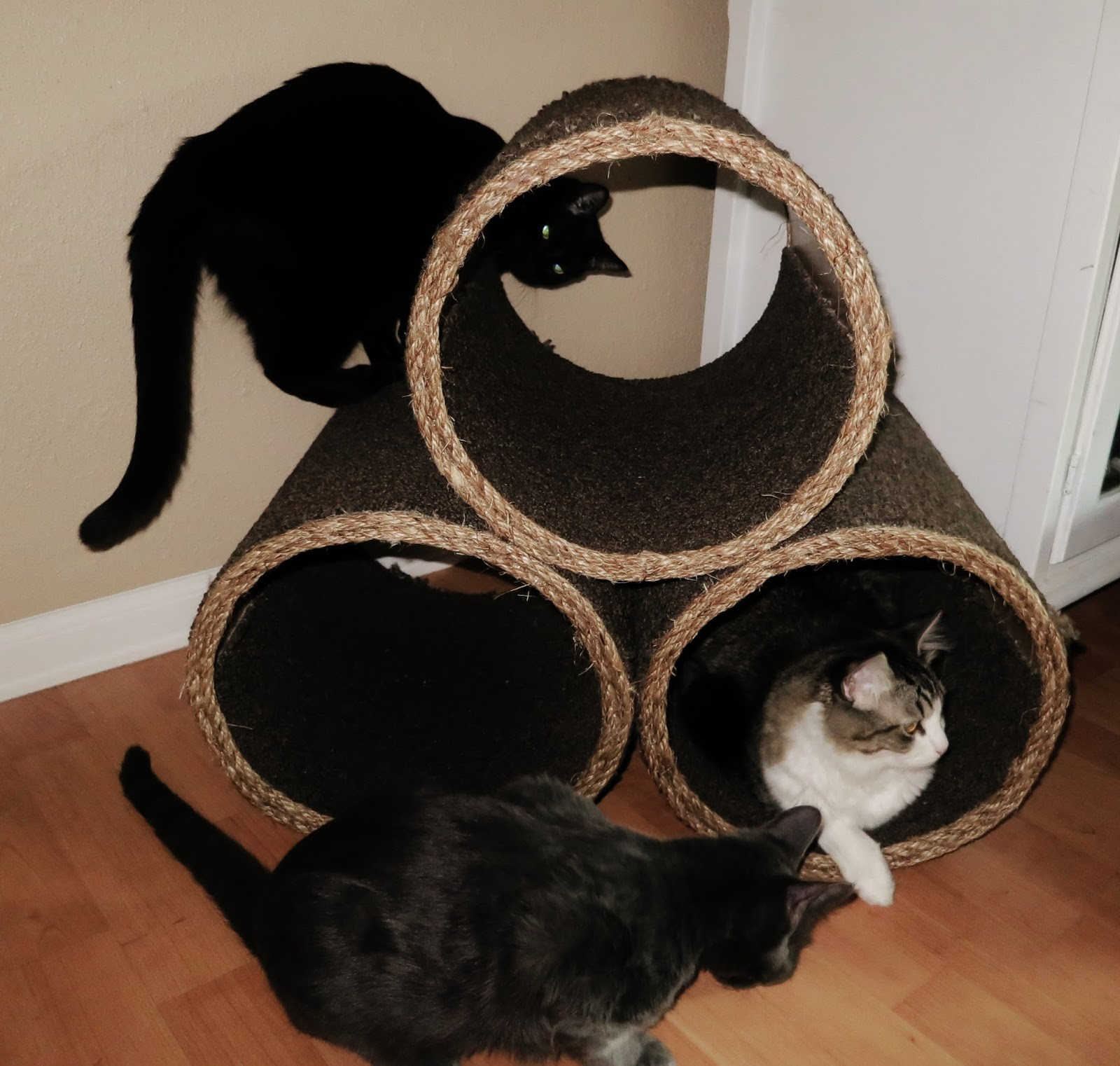 Best ideas about DIY Kitty Condo
. Save or Pin Life with Direction DIY Cat Condo Now.