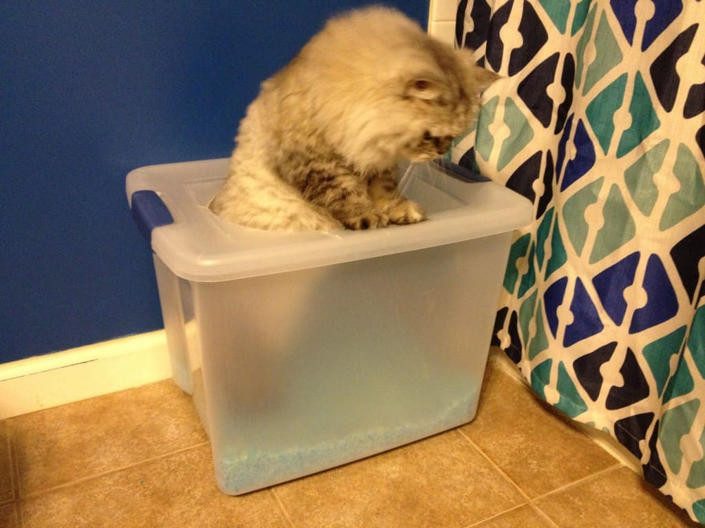 Best ideas about DIY Kitty Litter
. Save or Pin diy top entry litter box Archives Charleston Crafted Now.