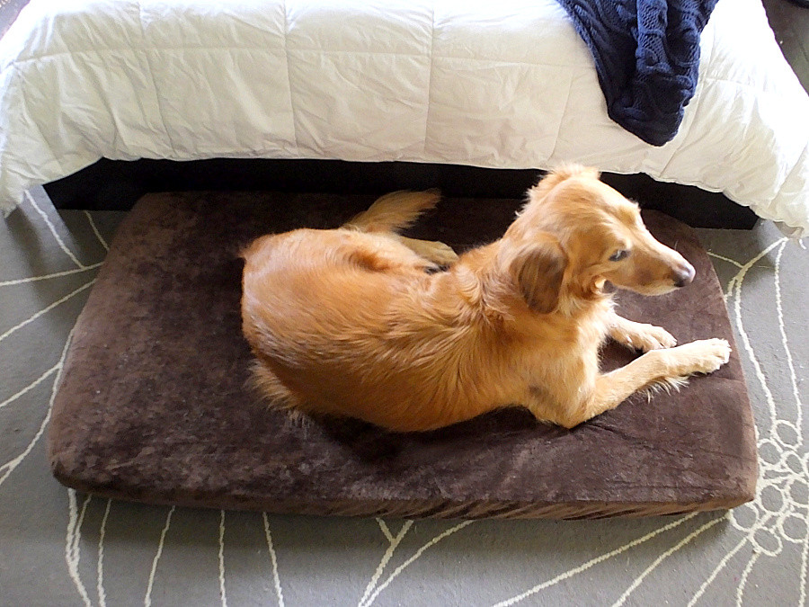 Best ideas about DIY Large Dog Bed
. Save or Pin A quality diy large dog bed for under $50 and it s no sew Now.