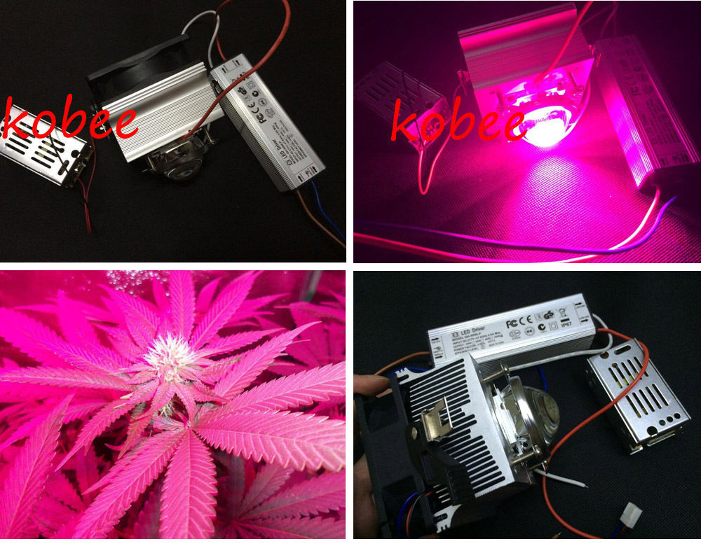 Best ideas about DIY Led Grow Light Kit
. Save or Pin Diy Led grow light kit 50W 660nm&445nm grow light for Now.