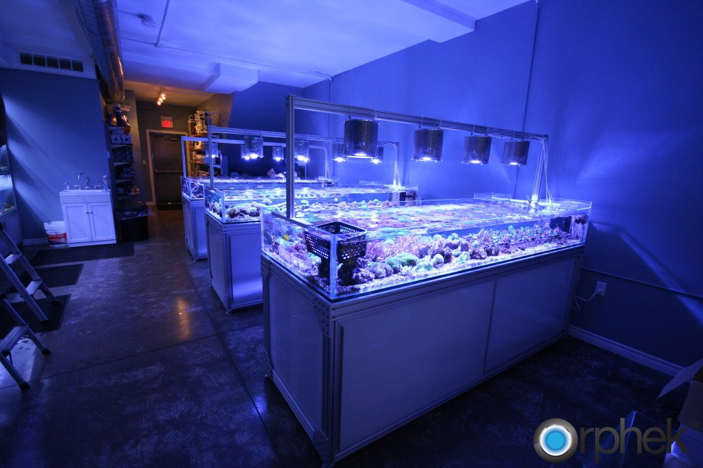 Best ideas about DIY Led Reef Light
. Save or Pin Aquarium LED Lighting s Now.