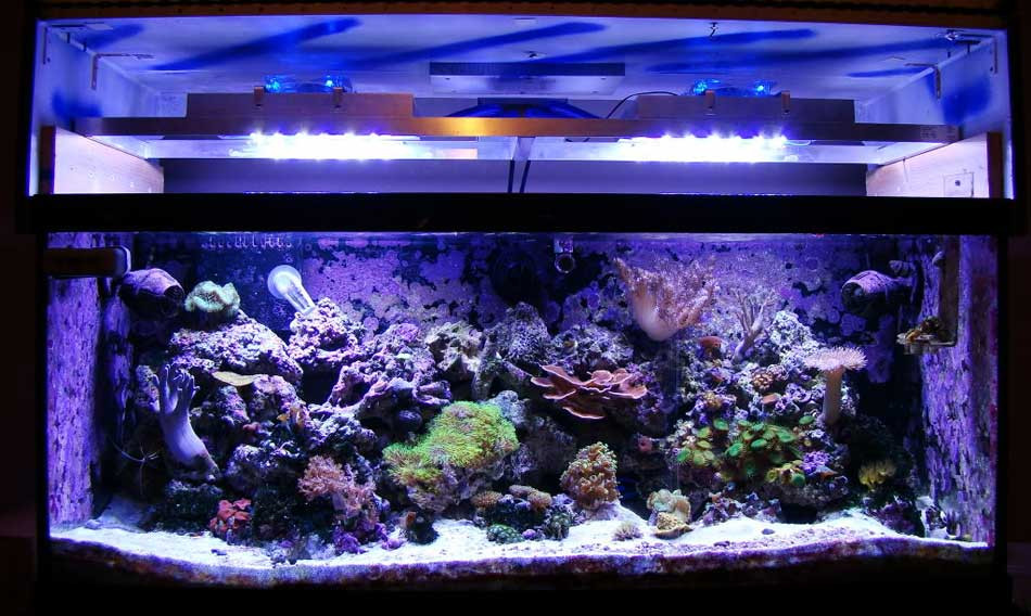 Best ideas about DIY Led Reef Light
. Save or Pin DIY LED Reef Tank Light Now.