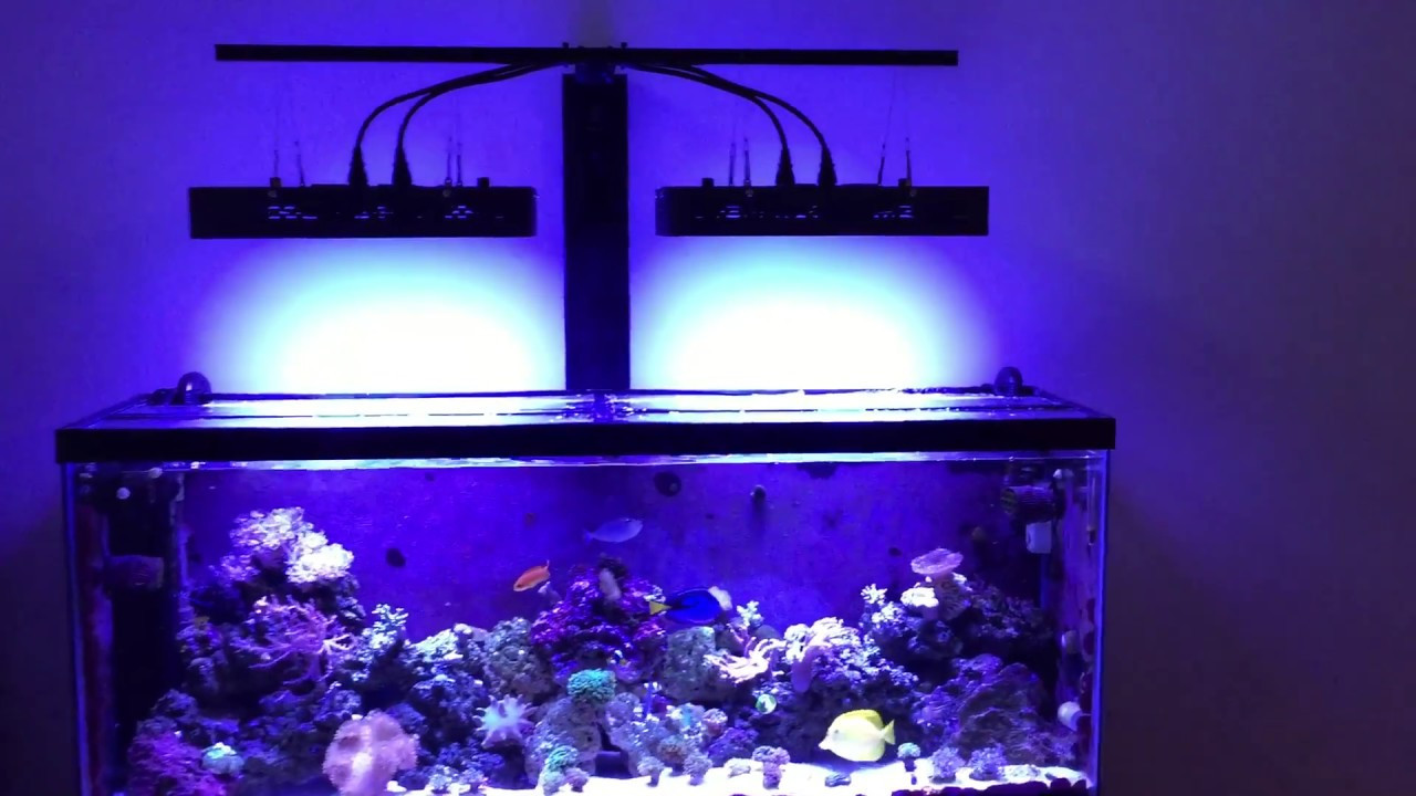 Best ideas about DIY Led Reef Light
. Save or Pin 2017 DIY Reef LED light mount Mars Aqua 165w 55 gallon Now.