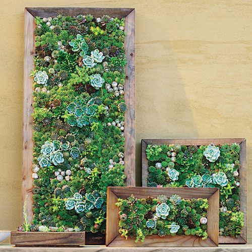 Best ideas about DIY Living Wall
. Save or Pin 1000 ideas about Succulent Frame on Pinterest Now.