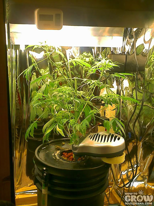 Best ideas about DIY Marijuana Grow Box
. Save or Pin Tips to be ing the MacGyver of DIY Marijuana Grow Boxes Now.