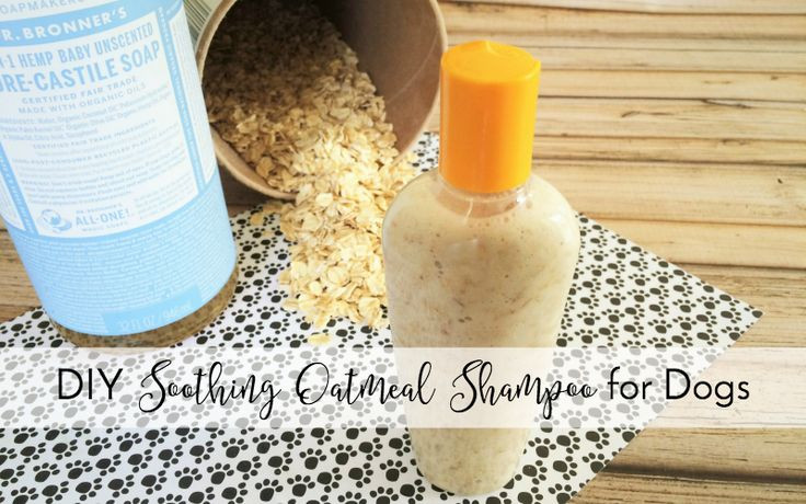 Best ideas about DIY Oatmeal Dog Shampoo
. Save or Pin Best 20 Oatmeal Shampoo For Dogs ideas on Pinterest Now.