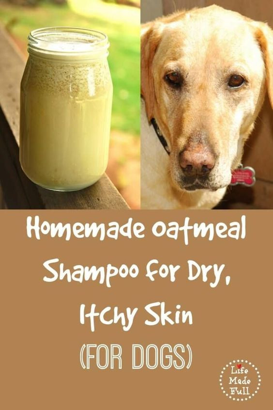 Best ideas about DIY Oatmeal Dog Shampoo
. Save or Pin The Best Homemade Shampoo for Dogs Now.