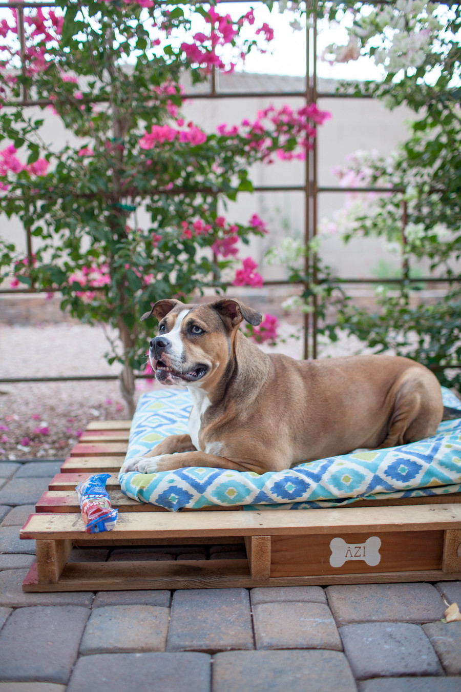 Best ideas about DIY Outdoor Dog Bed
. Save or Pin DIY Dog Pallet Bed Hometalk Dog Beds and Costumes Now.