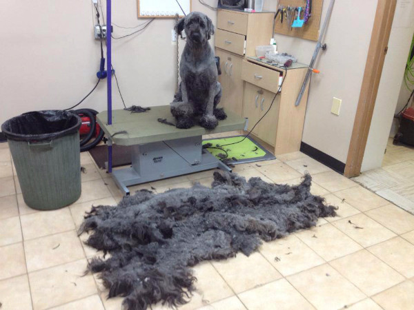 Best ideas about DIY Pet Grooms
. Save or Pin Pro Tips for DIY Dog Grooming Dogster Now.