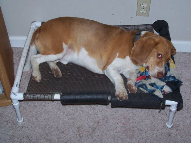 Best ideas about DIY Pvc Dog Bed
. Save or Pin PVC Elevated Dog Bed 3 Steps Now.