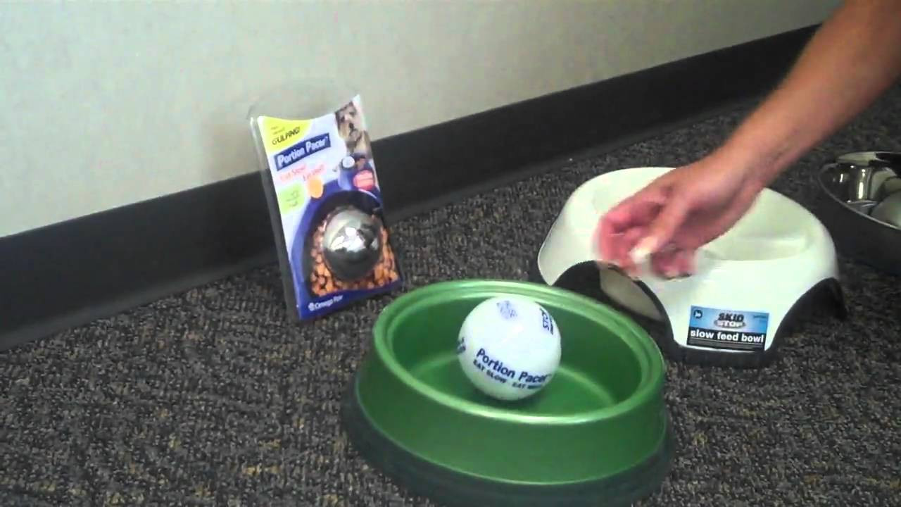 Best ideas about DIY Slow Feeder Dog Bowl
. Save or Pin How to Stop Your Dog From Gulping Food Now.