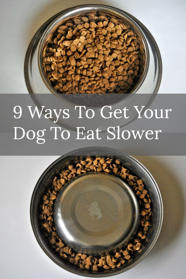 Best ideas about DIY Slow Feeder Dog Bowl
. Save or Pin My Dog Eats Too Fast 9 Ways To Get Your Dog To Eat Slower Now.
