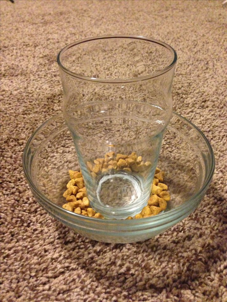 Best ideas about DIY Slow Feeder Dog Bowl
. Save or Pin DIY slow cat feeder $2 Buy a small bowl and glass from Now.