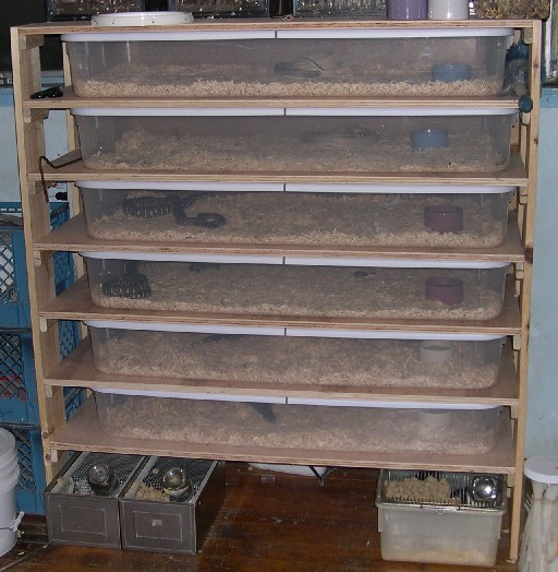 Best ideas about DIY Snake Rack
. Save or Pin Field Herp Forum • View topic Will the latches on a CB70 Now.