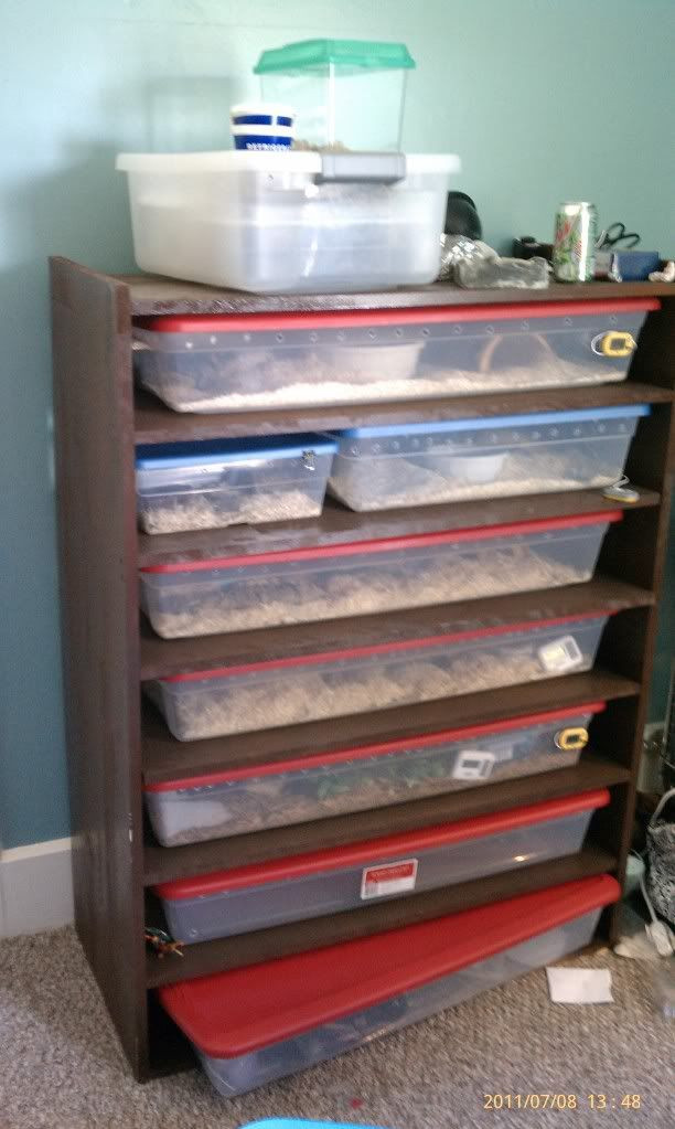 Best ideas about DIY Snake Racks
. Save or Pin Cheapest way to build your own homemade snake rack Now.