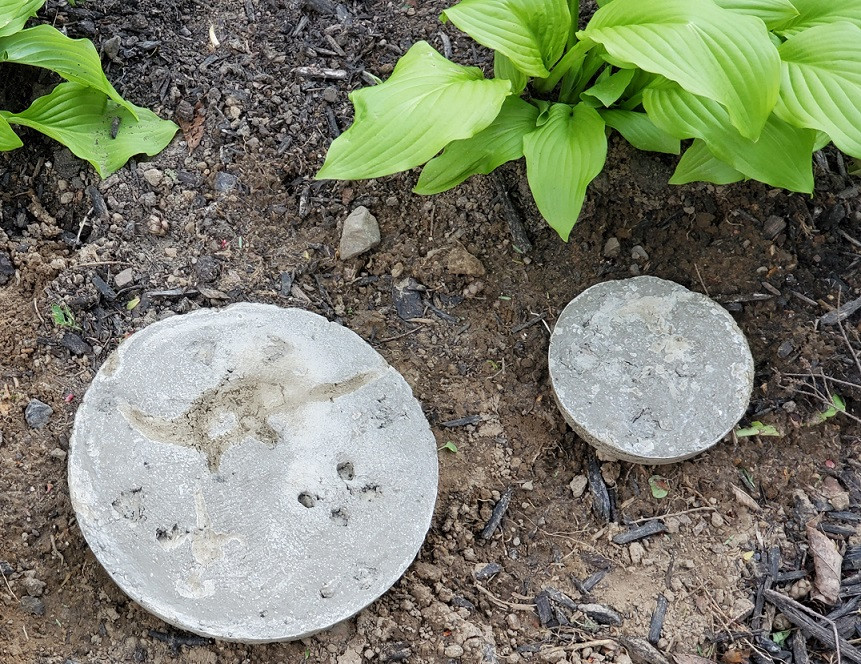 Best ideas about DIY Stepping Stones With Kids
. Save or Pin Gigantosaurus Themed DIY Dinosaur Fossil Stepping Stones Now.