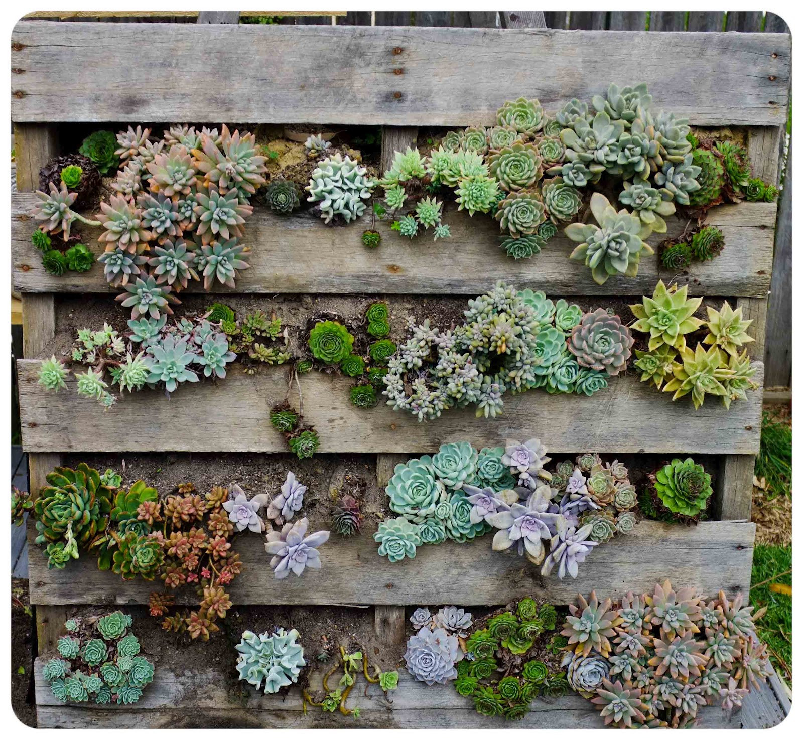 Best ideas about DIY Succulent Garden
. Save or Pin The Urchin Collective DIY Recycled Pallet Vertical Now.