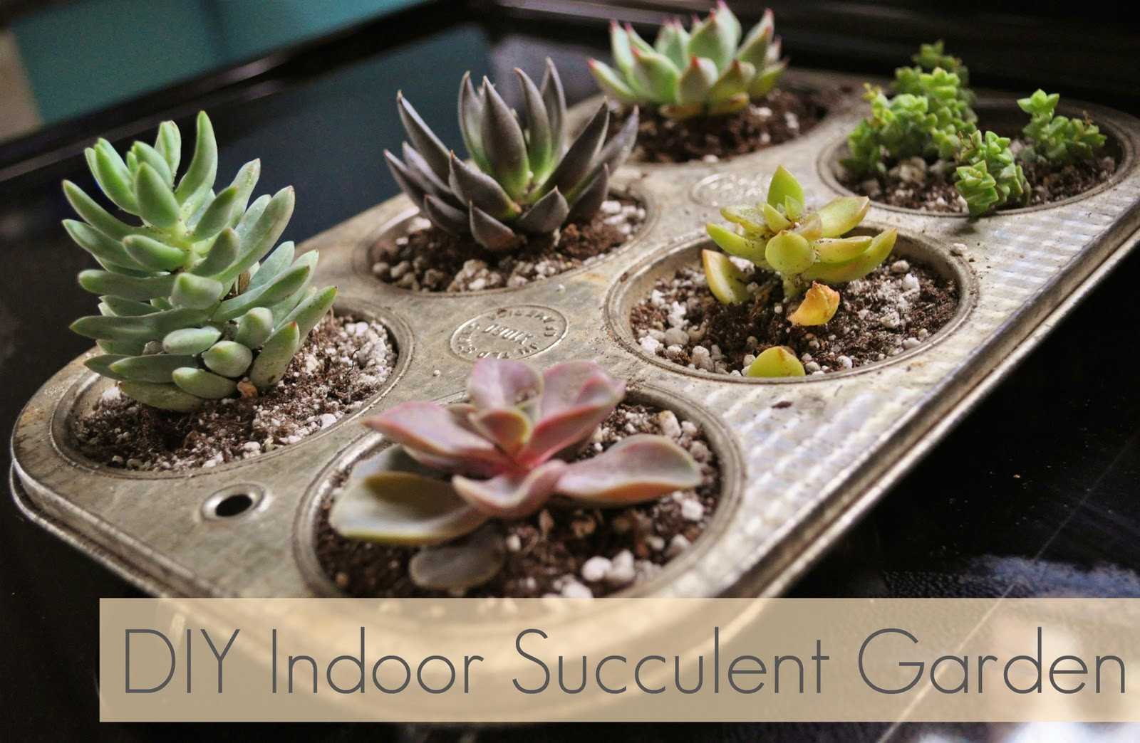 Best ideas about DIY Succulent Garden
. Save or Pin jessicaNdesigns DIY Indoor Succulent Garden Now.