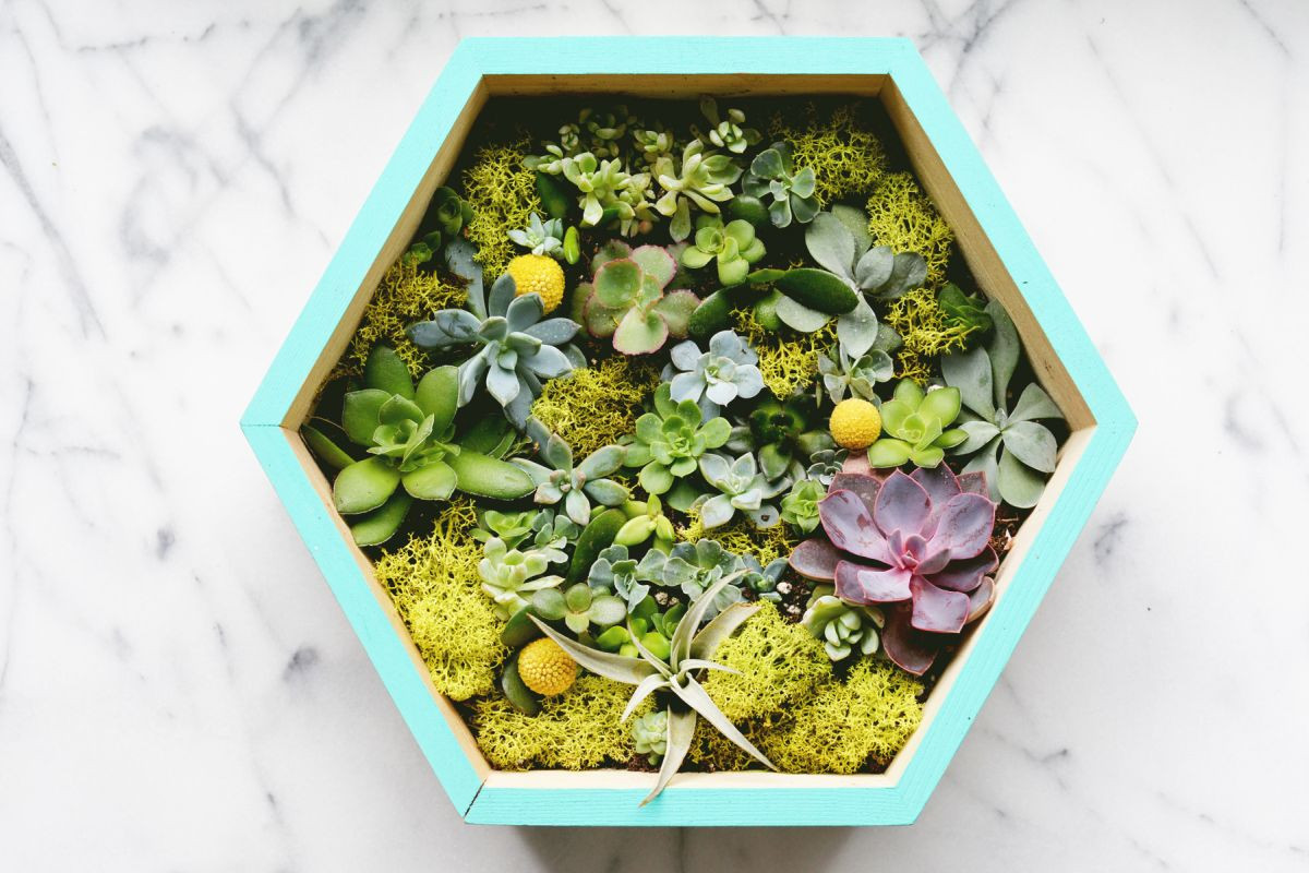 Best ideas about Diy Succulent Planter
. Save or Pin DIY Succulent Wall Planter Now.