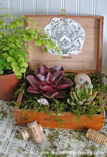 Best ideas about DIY Succulent Planter Box
. Save or Pin DIY Cigar Box Planters Town & Country Living Now.