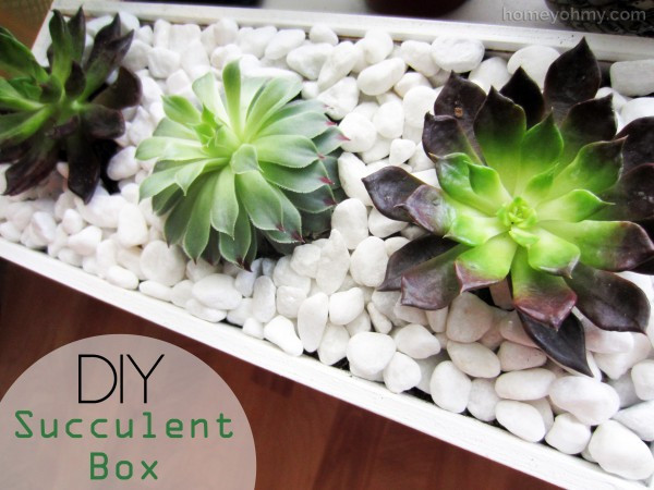 Best ideas about DIY Succulent Planter Box
. Save or Pin DIY Succulent Box Homey Oh My Now.