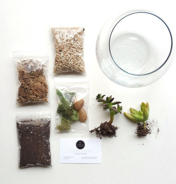 Best ideas about DIY Terrarium Kit
. Save or Pin DIY Terrarium Kit Succulent Terrarium Glass by ShopVerdure Now.